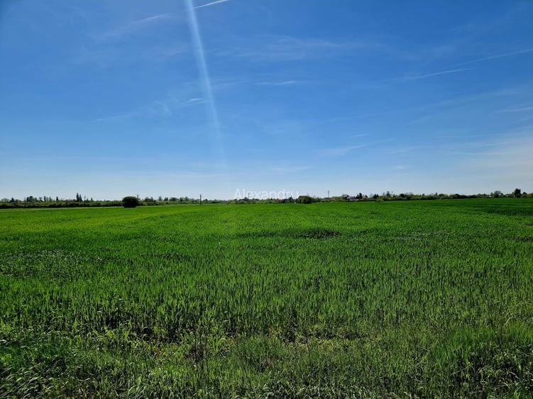 Teren intravilan 5000 mp, str.Sondei, Peris  - 5