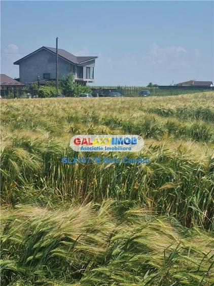 VANZARE TEREN INTRAVILAN 10000 MP  COMUNA BERCENI - 3