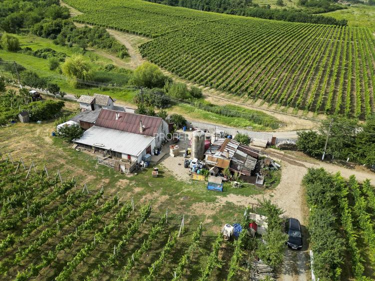 Vie Tradițională „Halta Lupilor” - 43