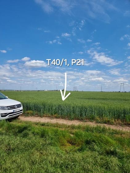 Proprietar, terenuri agricole extravilane, cadastru si intabulare, A0 - 5