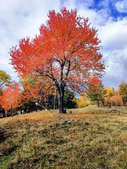 Vânzare casa la munte - zona turistica - Baia de Fier - 32