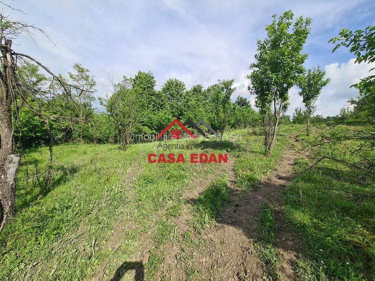 Teren intravilan in Poiana Campina--1954mp--23.500e - 3