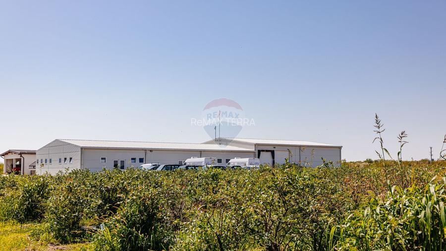 BUSINESS DE VANZARE Plantatie de afin din Romania - 21