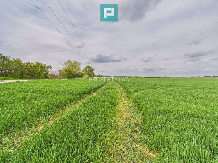 Teren extravilan 19.900 mp – Giroc centură - 3