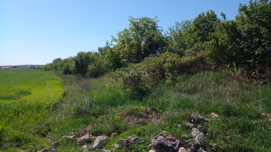 Teren Construcții extravilan de 4881 mp, în Corbeanca - 6