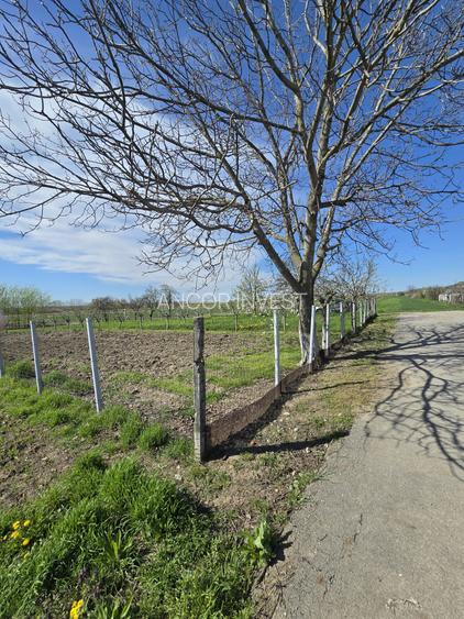 TEREN INTRAVILAN -1300 mp CURTISOARA - 3