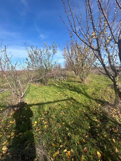 Teren extravilan 5000 mp - 4