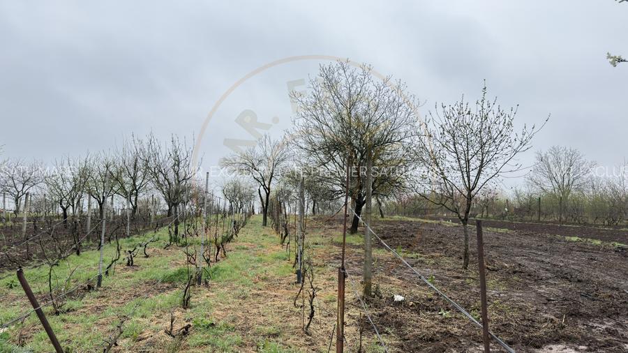 De vânzare 2 Case de vinificație cu Teren 4108 mp - Grădina Viilor - Carei - 9