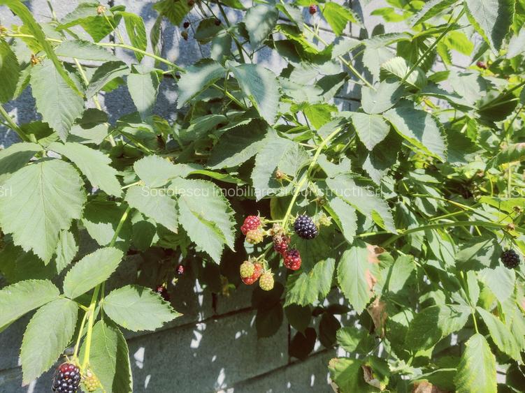 CASA INDIVIDUALA GHIRODA +TEREN 1752 MP - 43