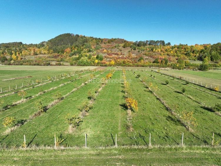 RECO, Teren cu livada de nuci, Zona Auseu, Bihor - 11