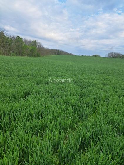 Teren intravilan Frumusani - 4