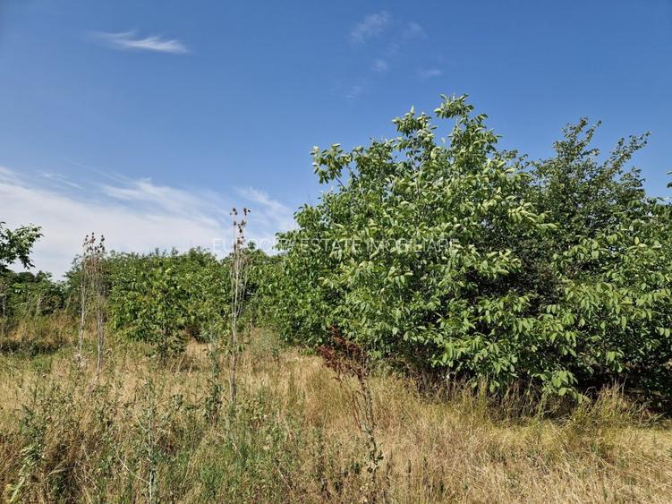 Domnesti - Ciutaci, vanzare 4 loturi de teren intravilan - 12