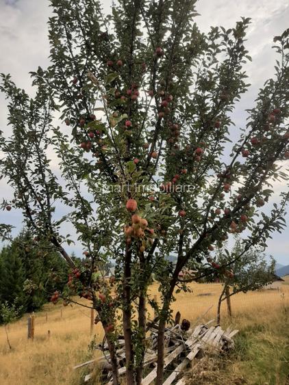 Casa individuala cu teren zona Paltinis - 18