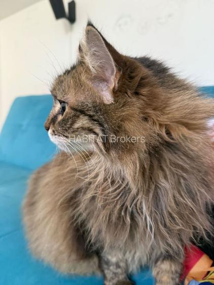 Ciolpani Padurea Snagov - zona Orangerie, Mega Image, Penny - 4