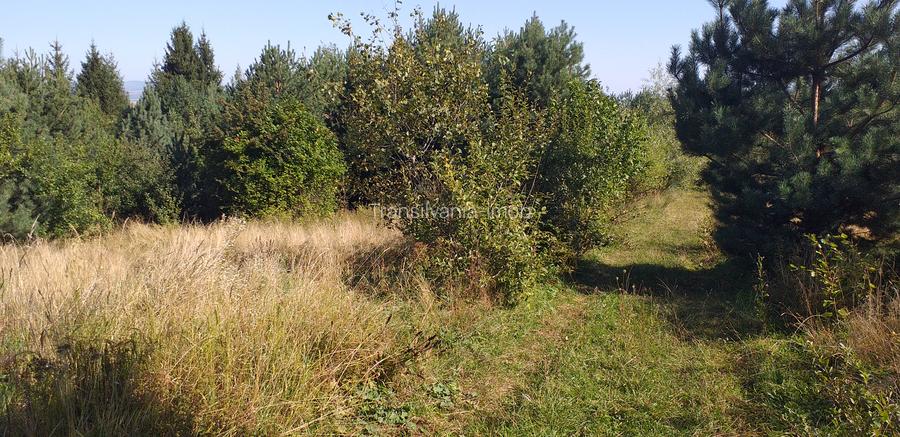 Teren Sacele zona de relaxare pretabil investitie - 3