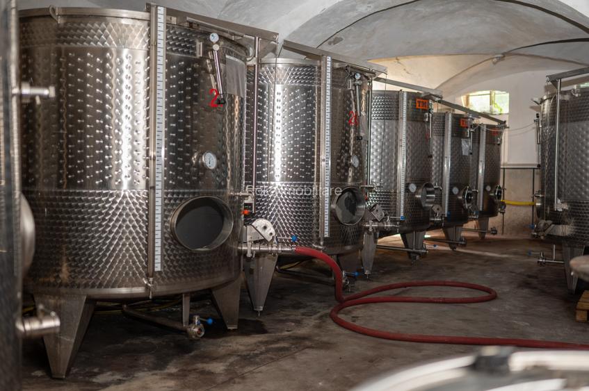 CRAMĂ PREMIUM DE VÂNZARE -60 HA- CONAC ISTORIC- PODGORIA DRĂGĂȘANI - 15