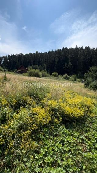 Vand Teren Intravilan 3000mp, PUZ aprobat, Poiana Angelescu, Sacele, Brasov - 5