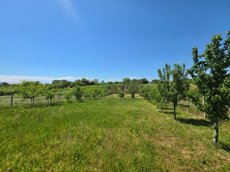 Teren cu livada perfect pentru CASA - 1.200 MP Sat Varlaam, Giurgiu
