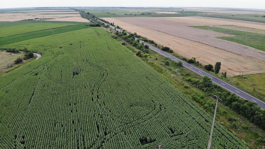 Vand Teren Extravilan Becicherecu Mic(zona industriala) 18.000mp,Utilitati