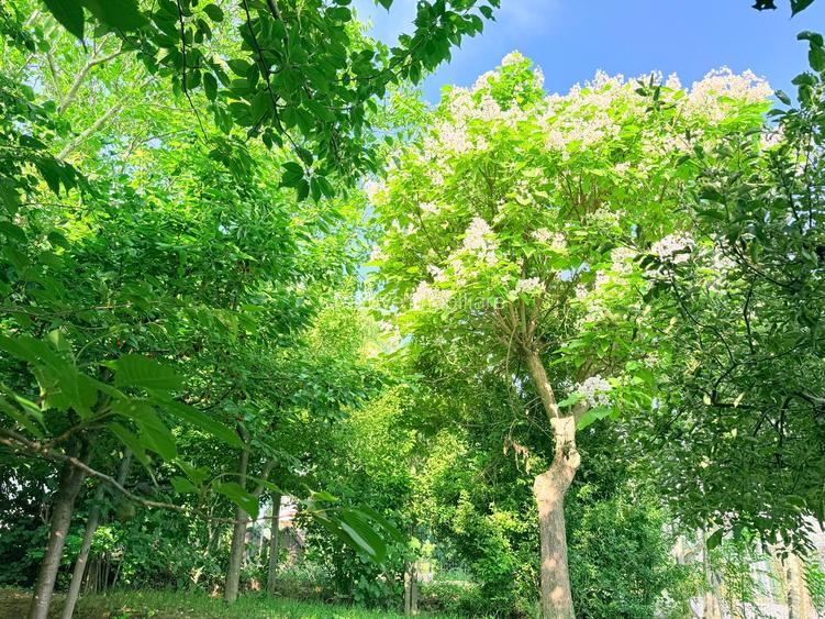 Casă individuală în Bucium - Hanul Dacilor, 342 mp, 1.140 mp teren - 18