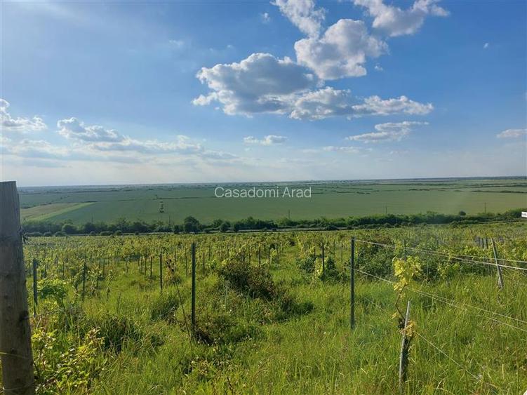 PRET REDUS!!! Proprietate viticola ecologica in zona Siria - 6