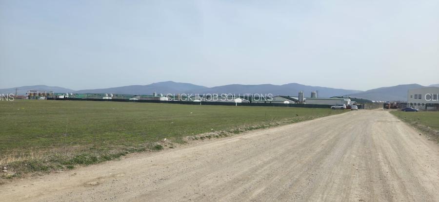 Ferma pasari- curci - 4