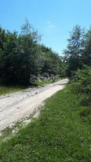 Vand teren si padure conifere in Albestii de Muscel. - 9