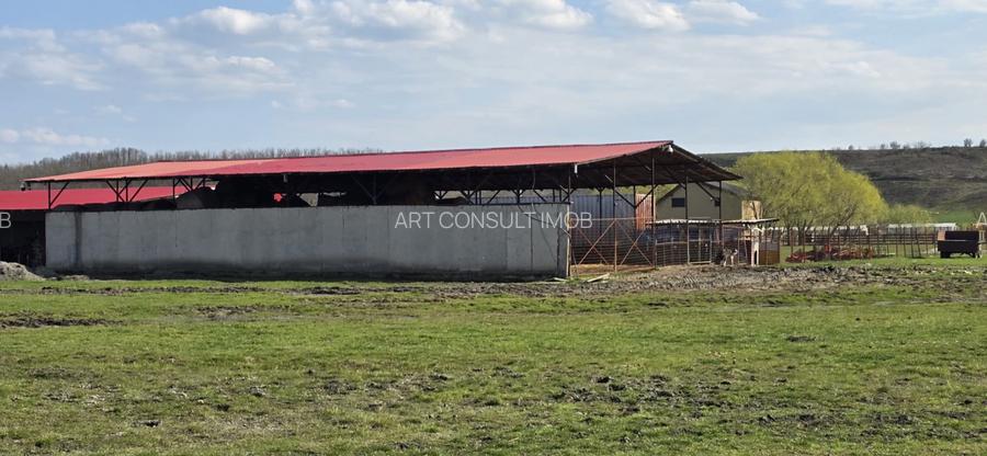 Fermă Zootehnică de Vânzare 6 Ha | Vaci și Oi | Grajd si Saivane | Calugareni | - 9