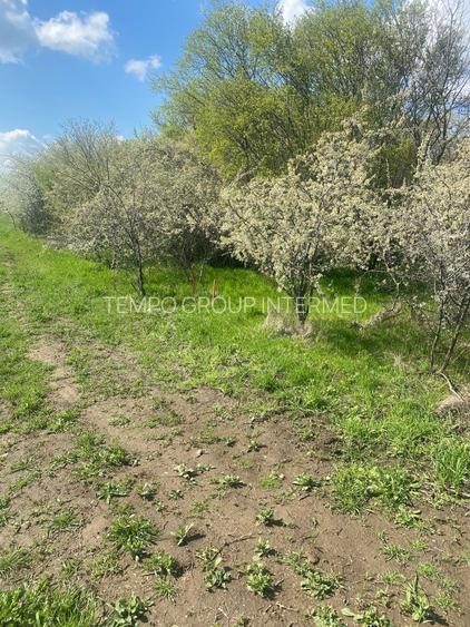 Sabareni - Certificat de Urbanism - 5808mp teren pentru investitie !! - 5