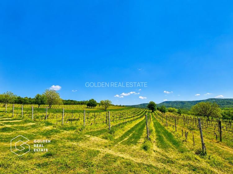 1,35 hectare vie pe rod (Cabernet si Merlot), Siria - 3
