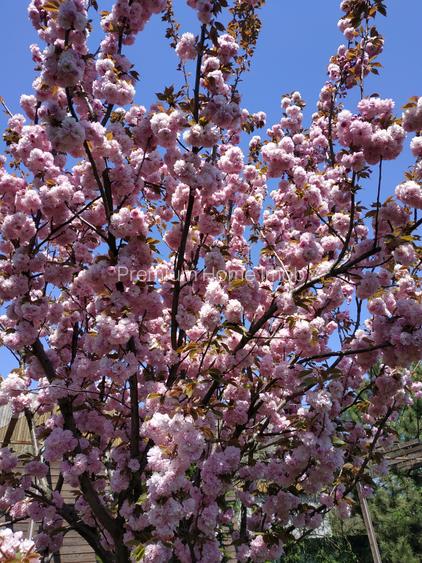 Vanzare vila deosebita mobilata si utilata Corbeanca - 58