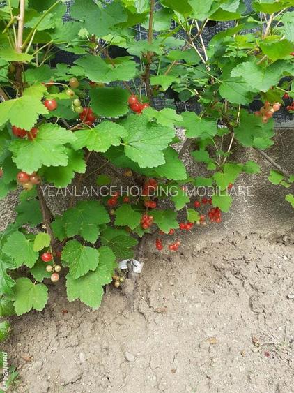 APARTAMENT 2 CAMERE GHEORGHE IONESCU-SISESTI - 7