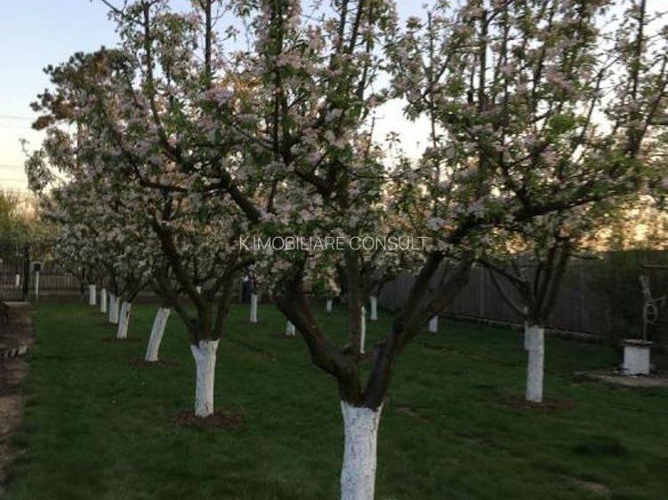 Ciopani vila 5 camere teren 4000 mp - 12