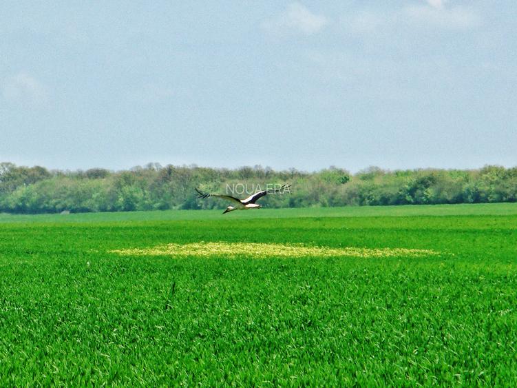 Comunitate verde în mijlocul naturii. Teren langa Frumușani. 12 libere - 3