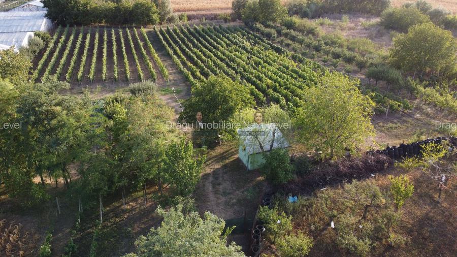 Teren intravilan Tecuci/Podgorie si Pomi Fructiferi/5000 mp - 11