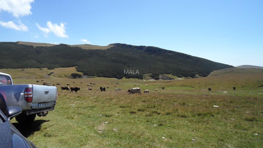 Teren in Moroeni zona Piatra Arsa - 5