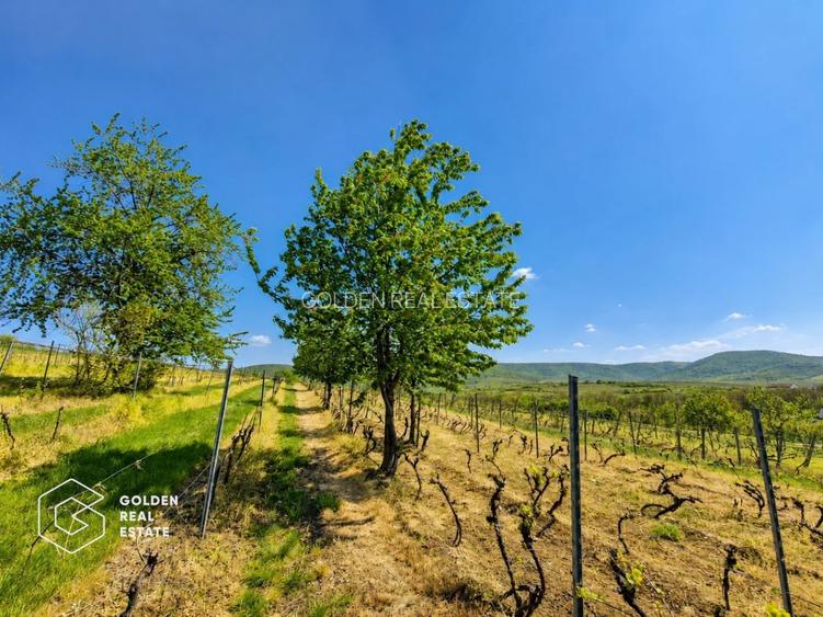 1,35 hectare vie pe rod (Cabernet si Merlot), Siria - 2