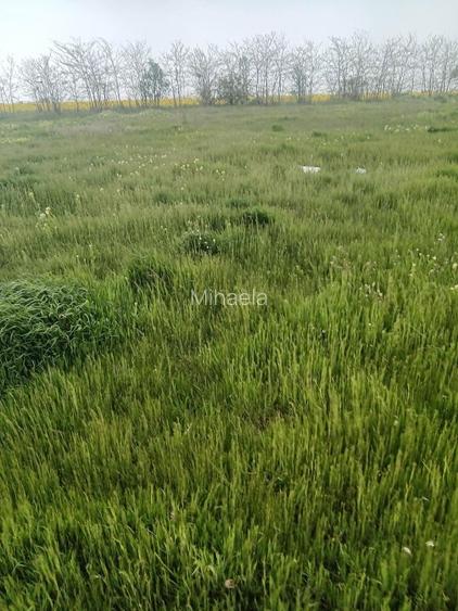 Teren intravilan de vânzare 1000 mp – Fundeni-Frunzănești, Calarasi - 2