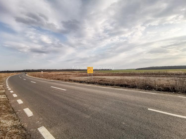 Teren intravilan la asfalt si statie autobuz Ilfov Cernica Posta - 12