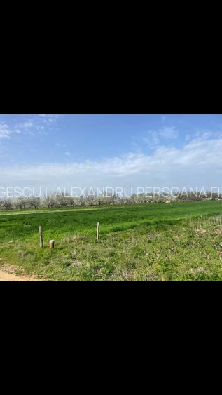 Adunatii Copaceni Teren 4000m Intravilan Arabil - 3