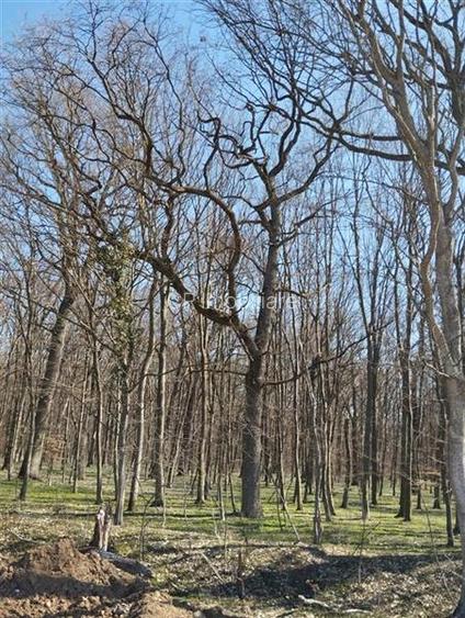 Teren unic prin locatie si priveliste, cu hotar la padurea din Izvorani intr-o z - 2