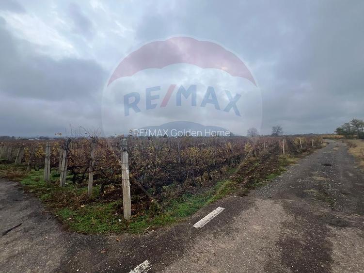 Teren intravilan 2727mp Carligele / Strada Tulceanu - 3