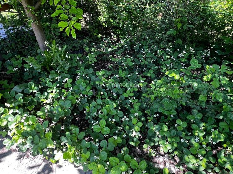 Ocazie unică! Casă de vânzare în stațiunea Covasna! - 26