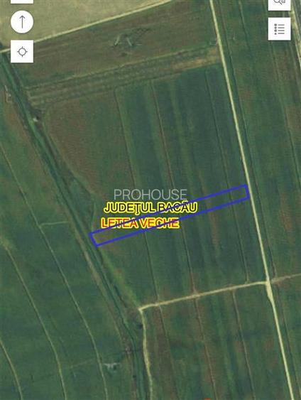 Letea Veche- Holt - 3.600mp - extravilan - 5