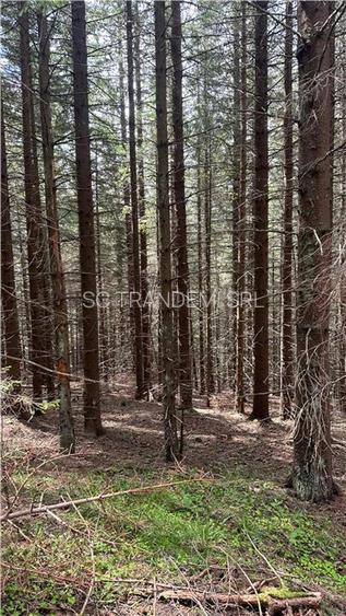 Teren 1400mp intravilan padure in statiunea Paltinis -zona statia Meteorologica - 9