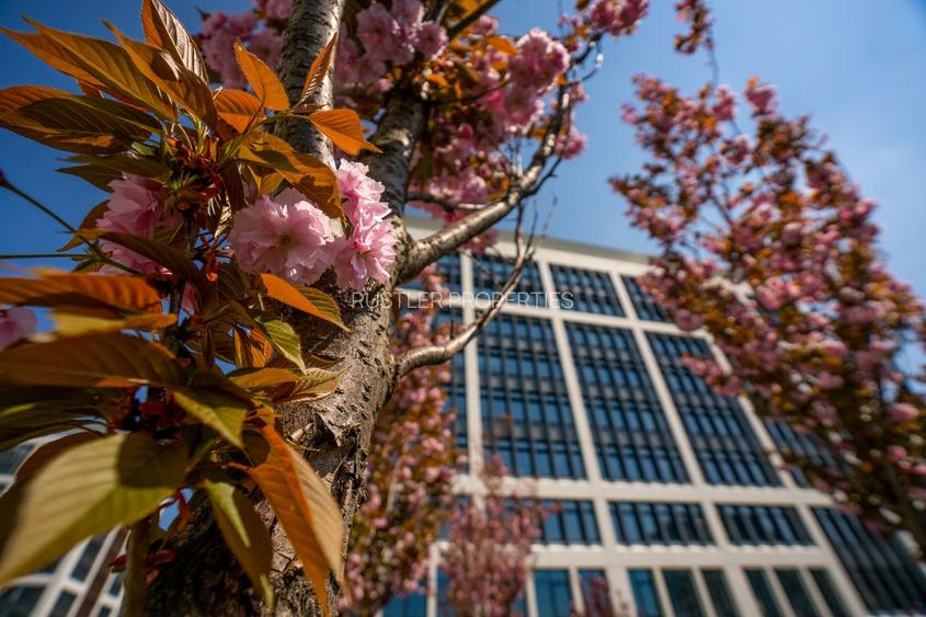 Birouri de inchiriat in Bucharest Business Garden - cladirea B - 6