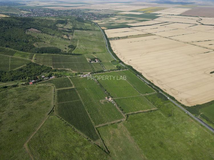 Vie Tradițională „Halta Lupilor” - 29