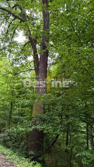 PĂDURE DE VÂNZARE – 17 HA – VALEA MARE, COMUNA BĂLILEȘTI, JUDEȚUL ARGEȘ - 10