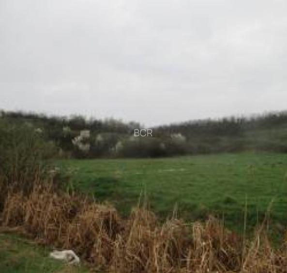 Teren extravilan 5.900 mp, BRASOV, HALCHIU - 2