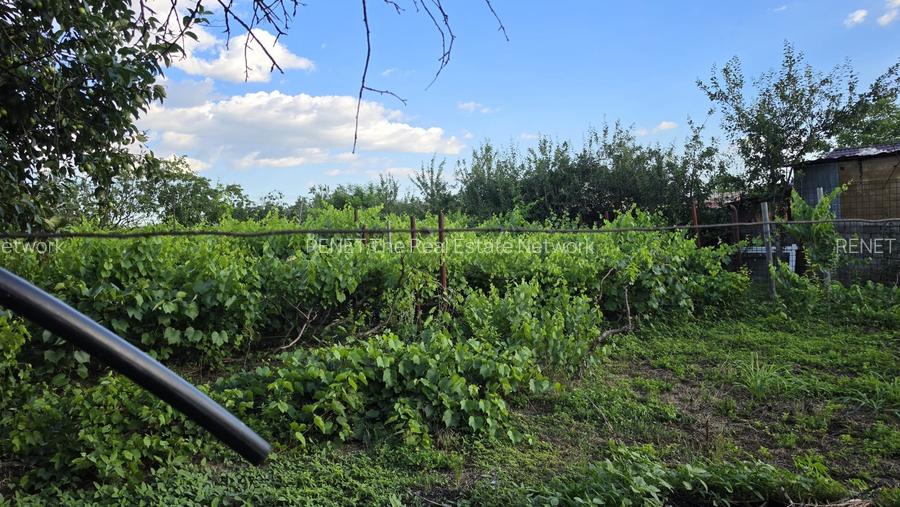 Casă cu potențial, 4 camere, lângă pădure-Jud Giurgiu-Mihai Bravu. - 5